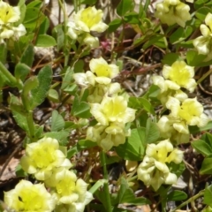 Trifolium campestre (Hop Clover) at Symonston, ACT - 11 Oct 2014 by Mike