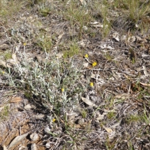 Chrysocephalum apiculatum at Symonston, ACT - 8 Oct 2014