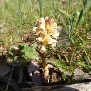 Orobanche minor at Symonston, ACT - 8 Oct 2014