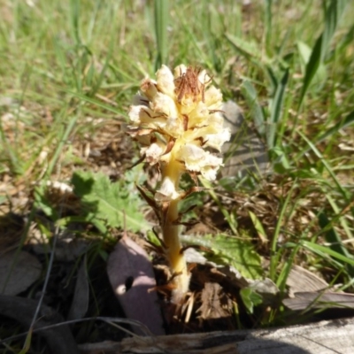 Orobanche minor (Broomrape) at Symonston, ACT - 8 Oct 2014 by Mike