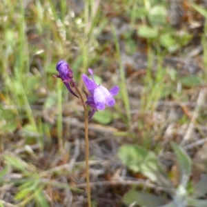 Linaria pelisseriana at Symonston, ACT - 8 Oct 2014 03:48 PM