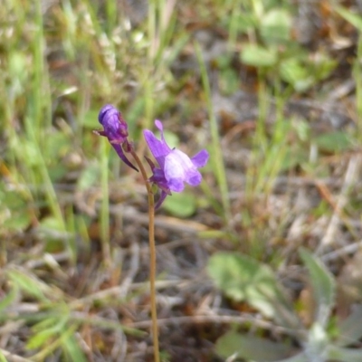 Linaria pelisseriana (Pelisser's Toadflax) at Callum Brae - 8 Oct 2014 by Mike