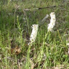 Stackhousia monogyna (Creamy Candles) at Symonston, ACT - 8 Oct 2014 by Mike