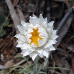 Leucochrysum albicans subsp. tricolor (Hoary Sunray) at Isaacs Ridge and Nearby - 6 Oct 2014 by Mike