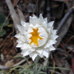Leucochrysum albicans subsp. tricolor at Isaacs Ridge - 7 Oct 2014