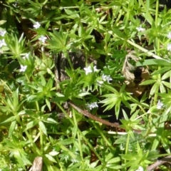 Asperula conferta (Common Woodruff) at Isaacs, ACT - 6 Oct 2014 by Mike