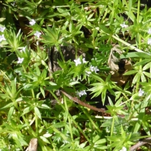 Asperula conferta at Isaacs Ridge - 7 Oct 2014 09:44 AM