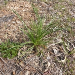 Eryngium ovinum (Blue Devil) at Jerrabomberra, ACT - 6 Oct 2014 by Mike