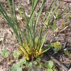 Lomandra bracteata (Small Matrush) at Isaacs Ridge and Nearby - 6 Oct 2014 by Mike