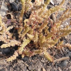 Crassula sieberiana (Austral Stonecrop) at Jerrabomberra, ACT - 6 Oct 2014 by Mike