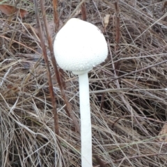 Macrolepiota dolichaula (Macrolepiota dolichaula) at Point Hut to Tharwa - 29 Mar 2014 by michaelb