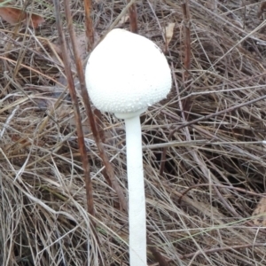 Macrolepiota dolichaula at Tharwa, ACT - 30 Mar 2014