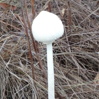 Macrolepiota dolichaula (Macrolepiota dolichaula) at Tharwa, ACT - 29 Mar 2014 by michaelb