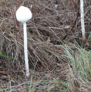 Macrolepiota dolichaula at Tharwa, ACT - 30 Mar 2014