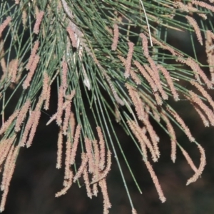 Casuarina cunninghamiana subsp. cunninghamiana at Greenway, ACT - 11 Feb 2015