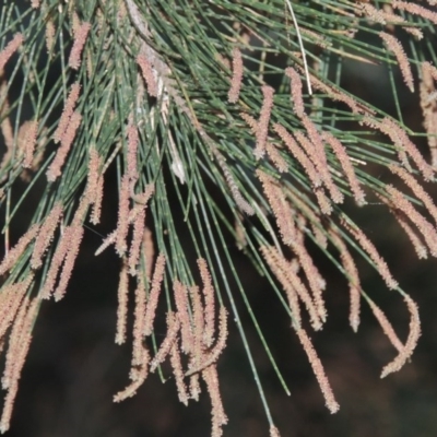 Casuarina cunninghamiana subsp. cunninghamiana (River She-Oak, River Oak) at Greenway, ACT - 11 Feb 2015 by MichaelBedingfield