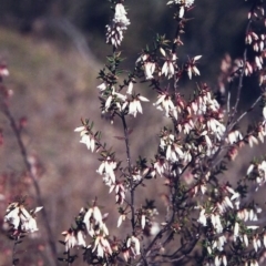 Leucopogon fletcheri subsp. brevisepalus (Twin Flower Beard-Heath) at Tuggeranong Hill - 9 Sep 2000 by michaelb