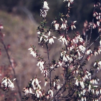 Leucopogon fletcheri subsp. brevisepalus (Twin Flower Beard-Heath) at Tuggeranong Hill - 9 Sep 2000 by michaelb