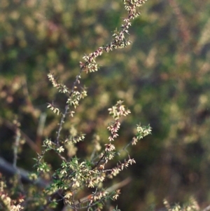 Leucopogon fletcheri subsp. brevisepalus at Conder, ACT - 10 Sep 2000