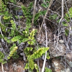 Cheilanthes distans (Bristly Cloak Fern) at Molonglo, ACT - 5 Feb 2015 by RichardMilner