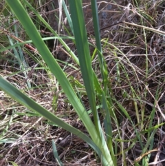 Dianella sp. aff. longifolia (Benambra) (Pale Flax Lily, Blue Flax Lily) at Molonglo Valley, ACT - 10 Feb 2015 by RichardMilner