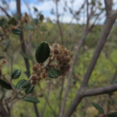 Pomaderris betulina subsp. actensis (Canberra Pomaderris) at Coombs, ACT - 20 Nov 2013 by RichardMilner