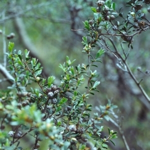 Leptospermum myrtifolium at Conder, ACT - 20 Nov 2000 12:00 AM