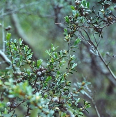 Leptospermum myrtifolium (Myrtle Teatree) at Conder, ACT - 19 Nov 2000 by michaelb