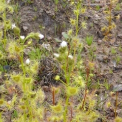 Drosera gunniana (Pale Sundew) at Isaacs Ridge and Nearby - 4 Oct 2014 by Mike