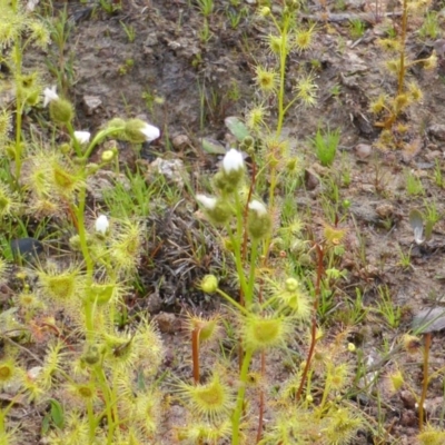 Drosera gunniana (Pale Sundew) at Isaacs Ridge and Nearby - 3 Oct 2014 by Mike