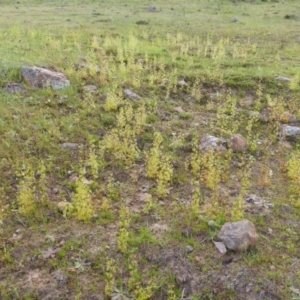 Drosera gunniana at Isaacs Ridge - 4 Oct 2014 06:32 AM