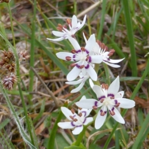 Wurmbea dioica subsp. dioica at Isaacs, ACT - 4 Oct 2014