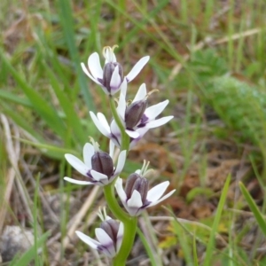 Wurmbea dioica subsp. dioica at Isaacs, ACT - 4 Oct 2014 06:49 AM