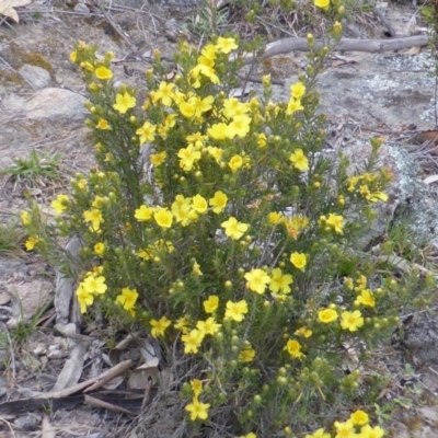 Hibbertia calycina (Lesser Guinea-flower) at Isaacs Ridge and Nearby - 3 Oct 2014 by Mike