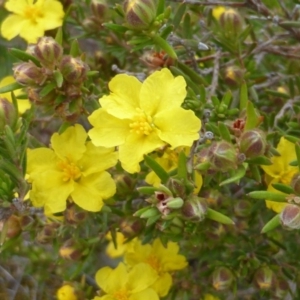 Hibbertia calycina at Isaacs Ridge - 4 Oct 2014