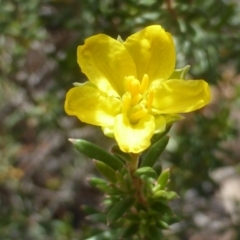 Hibbertia calycina at Isaacs Ridge - 4 Oct 2014 06:51 AM