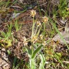 Luzula densiflora (Dense Wood-rush) at Isaacs, ACT - 26 Sep 2014 by Mike