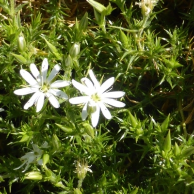 Stellaria pungens (Prickly Starwort) at Isaacs Ridge and Nearby - 27 Sep 2014 by Mike