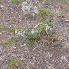 Oxypetalum coeruleum (Tweedia or Southern Star) at Jerrabomberra, ACT - 15 Feb 2015 by Mike