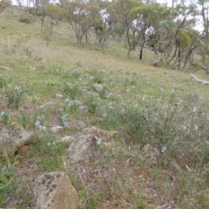 Oxypetalum coeruleum at Isaacs Ridge - 16 Feb 2015