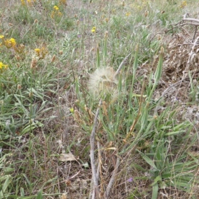 Tragopogon dubius (Goatsbeard) at Isaacs Ridge and Nearby - 12 Feb 2015 by Mike