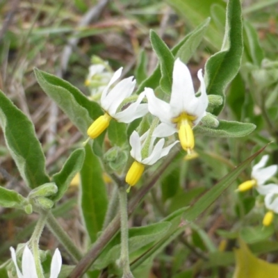 Solanum chenopodioides (Whitetip Nightshade) at Jerrabomberra, ACT - 12 Feb 2015 by Mike