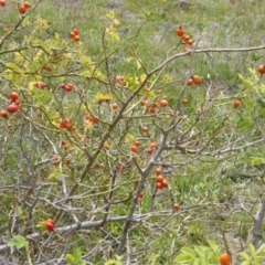 Rosa rubiginosa (Sweet Briar, Eglantine) at Isaacs Ridge and Nearby - 12 Feb 2015 by Mike