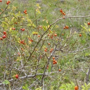 Rosa rubiginosa at Isaacs Ridge - 13 Feb 2015