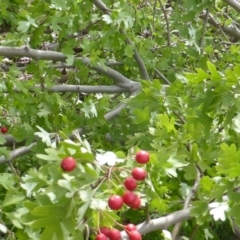 Crataegus monogyna (Hawthorn) at Jerrabomberra, ACT - 12 Feb 2015 by Mike