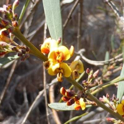 Daviesia mimosoides (Bitter Pea) at Isaacs, ACT - 27 Sep 2014 by Mike