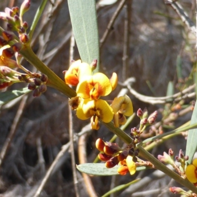 Daviesia mimosoides (Bitter Pea) at Isaacs Ridge and Nearby - 27 Sep 2014 by Mike