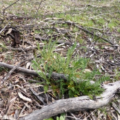 Acaena x ovina (Sheep's Burr) at Symonston, ACT - 25 Sep 2014 by Mike