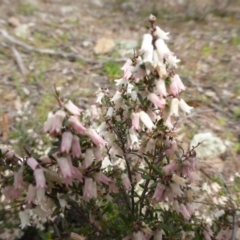 Cryptandra amara (Bitter Cryptandra) at Symonston, ACT - 25 Sep 2014 by Mike