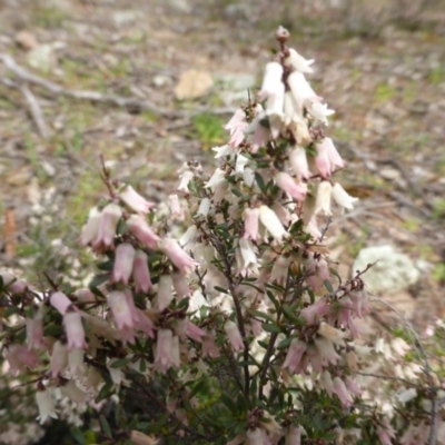 Cryptandra amara (Bitter Cryptandra) at Symonston, ACT - 25 Sep 2014 by Mike